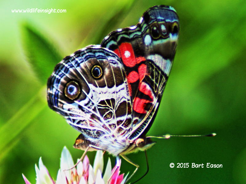 Butterfly Caterpillars of North America | Wildlife Insight