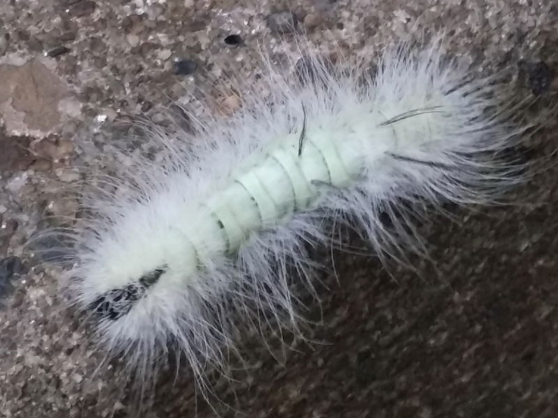 American Dagger moth caterpillar (Acronicta americana) Philadelphia, USA © 2015 Maxine Sherman