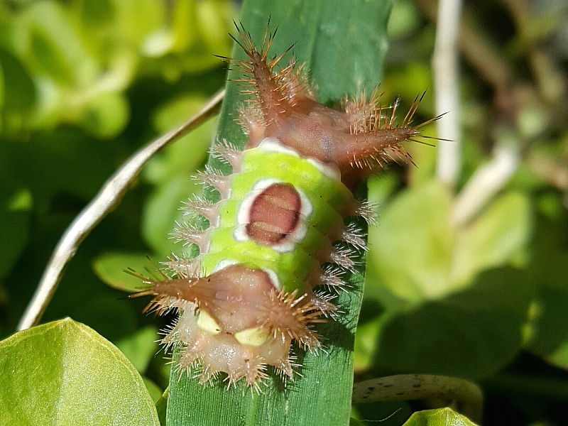 Stinging Saddleback caterpillar Acharia stimulea,North Carolina, USA © 2015 Shawn Williams