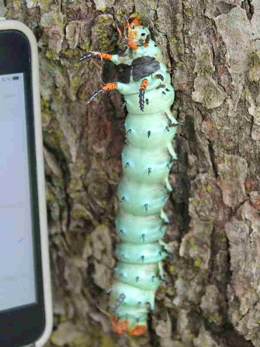 Regal moth caterpillar (Citheronia regalis) recorder J.Pace