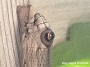 Abbotts Sphinx catepillar brown form (Sphecodina abbottii) photo Jesicka Ormichinski