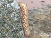 Achemon sphinx caterpillar North Dakota US photo Jill Weiser