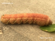Achemon sphinx caterpillar prepupating Saskatchewan Canada photo Avory Watts
