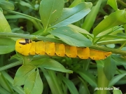 South African  Death's Head Hawkmoth caterpillar feeding on jasmine.