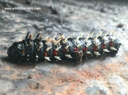 African Emperor moth caterpillar Bunaea alcinoe photo Matthew Sussens