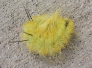 American Dagger moth caterpillar © 2015 Linda Priesmeyer