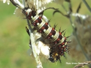 American Lady butterfly (Vanessa virginiensis) New Hampshire US photo Krista Butterfield