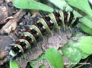 American Lady butterfly caterpillar (Vanessa virginiensis) Texas US photo Shyan Cunningham