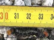 Asota speciosa caterpillar South Africa photo Philip Owen