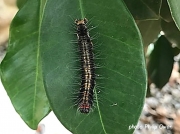 Asota speciosa caterpillar South Africa photo Philip Owen