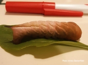 Azalea Sphinx caterpillar Darapsa choerilus New Hampshire US photo Krista Butterfield