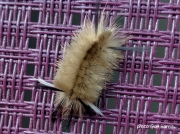 Banded Tussock moth caterpillar Halysidota tessellaris Georgia US photo Gail Harris