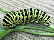 Black Swallowtail butterfly caterpillar Winsconsin US photo Linda Weichelt