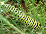Black Swallowtail caterpillar (Papilio polyxenes) on dill Virginia US photo Lois A