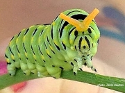 Black Swallowtail caterpillar head Kansas US photo Jamie Newton