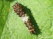 Black Swallowtail early instar caterpillar Kansas US photo Jamie Newton