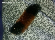 Black banded Pyrrharctia Isabella Tiger moth caterpillar United States © 2015 Nicole Musslewhite