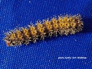 Buck Moth caterpillar New Jersey US photo Kathy Lott-Woltman
