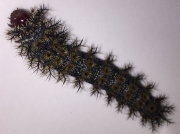 Buck Moth caterpillar US
