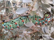 Calleta Silkmoth caterpillar ( Eupackardia calleta) Texas US photo Matthew Talley