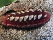 Henry's Elfin caterpillar (Callophrys henrici) Texas US photo Rhiannon Leshikar