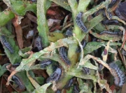Cape Town caterpillars species unknown on wild fig 7th March recorder R Gosnell 2014
