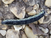 Catalpa Sphinx caterpillar (Ceratomia catalpae) Texas US photo Beth Winter