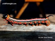 Cephonodes armatus Hawkmoth caterpillar Fiji © 2016 Drew Bristow