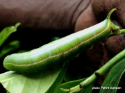 Oriental Bee Hawk caterpillar, Cephonodes hyles, on gardenia leaves, Pretoria, South Africa photo Pierre Karsten