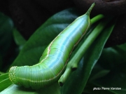 Oriental Bee Hawk caterpillar, Cephonodes hyles, on gardenia leaves, Pretoria, South Africa photo Pierre Karsten