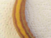 Oriental Bee Hawk, Cephonodes hyles, pre pupating caterpillar Johannesburg South Africa photo B. Berridge