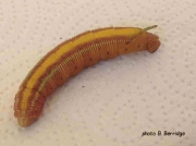 Oriental Bee Hawk, Cephonodes hyles, pre pupating caterpillar Johannesburg South Africa photo B. Berridge