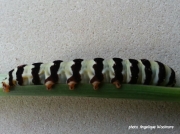 Cherry Spot moth caterpillar, Diaphone eumela, Lily Borer, South Africa photo Angelique Woolmore
