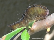 Clear Dagger Moth caterpillar (Acronicta clarescens) on Pyracantha photo Aurora Pryor