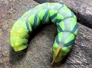 Coelonia fulvinotata, Fulvous Hawkmoth, caterpillar Zambia photo Mark Harvey
