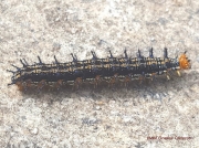 Common Buckeye caterpillar (Junonia coenia) North Carolina US photo Greame Cameron