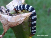 Convict caterpillar, Spanish Moth, Xanthopastis regnatrix - Alabama US - photo Debra Harris