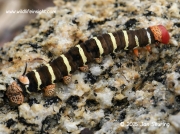 Costa Rica Sphinx Pseudosphinx tetrio caterpillar Colombia © 2015 Jan Seuring (2)