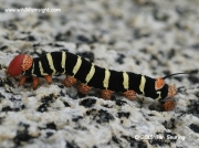 Costa Rica Sphinx Pseudosphinx tetrio caterpillar Colombia © 2015 Jan Seuring