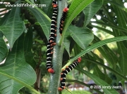 Costa Rica Sphinx moth caterpillars Tetrio sphinx St Lucia © 2015 Kirsty Heath