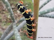 Costa Rica Sphinx Pseudosphinx tetrio caterpillar on frangipani Texas photo Becky Gutierrez Gomez