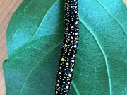 Cucillia moth larva species on Bignonia creeper Johannesberg South Africa © Maureen Du Plessis