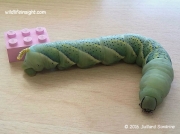 Death's Head Hawkmoth caterpillar in Johannesburg, South Africa