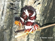 Dice Moth caterpillar, Rhanidophora ridens, South Africa © Matthew Sussens