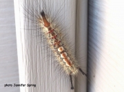 Douglas Fir Tussock Moth caterpillar (Orgyia pseudotsugata) Canada sighting Jennifer Spring