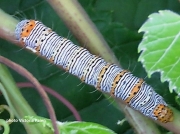 Eight Spotted Forester caterpillar  (Alypia octomaculata)  on vine in US  photo Victoria Palen