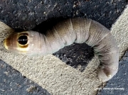 Ello Sphinx caterpillar Erinnyis ello California US photo Katheryn Kennedy