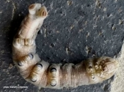 Ello Sphinx caterpillar black banded legs photo California US photo Katheryn Kennedy