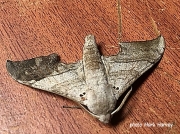 Falcatula falcata Hawkmoth Zambia photo Mark Harvey