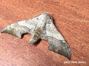Falcatula falcata Hawmoth Zambia photo Mark Harvey